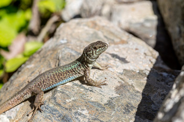 Erhard's Wall Lizard (Podarcis erhardii naxensis) sitting on a stones close-up in a sunny day