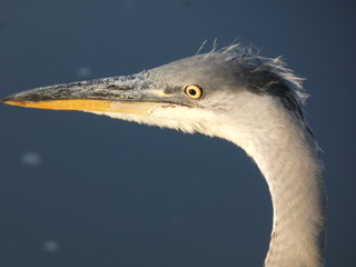 Reiher, Graureiher, Kopf Reiher, Portrait junger Graureiher, Heron, Grey Heron, Head Heron, Portrait of Young Grey Heron