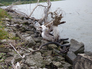 driftwood on rocks