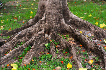 The root of the tree that emerges from the ground