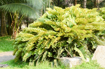 Fresh natural park with Palm trees.