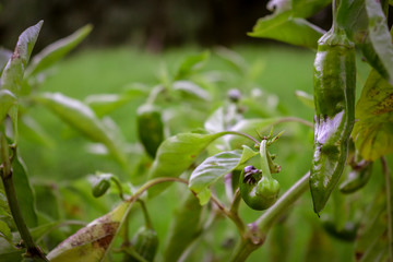 Cultivo Ecológico de Pimientos Verdes