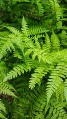 Thickets of young green fern in the forest close-up. The nature of the Urals in Russia