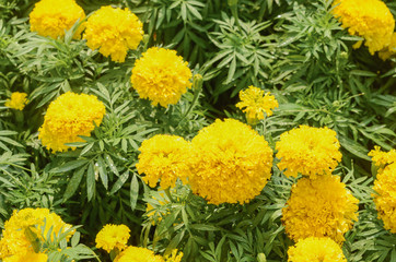 Tagetes erecta L. in summer meadow background