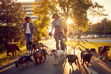 couple dog walker with dogs enjoying in walk city..