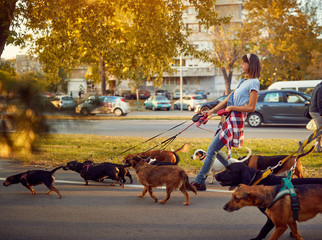 Girl dog walker with dogs enjoying in walk city..