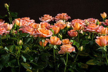 Orangerot blühende Rosen