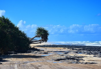Pandanus tree on 75 miles beach in Fraser Island National Park (Queensland, Australia). Pandanus trees overhang rocky beach on Great Sandy National Park.