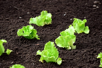 Junger grüner Kopfsalat im Gartenbeet