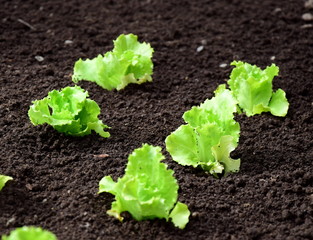 Kopfsalat junge Pflanzen im Gartenbeet