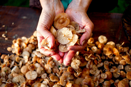 hand holding marasmius mushrooms ( Marasmius oreades) - wild mushrooms season