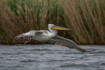 Isolated close up of a flying beatiful white pelican in the wild- Danube Delta Romania