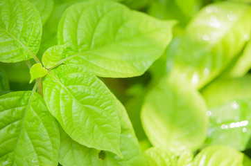 Closeup blurred green leaf background in garden
