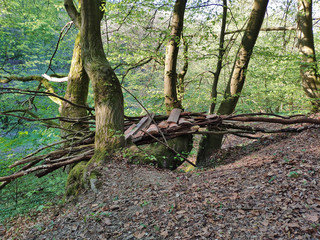 Broken self made bridge in the forrest