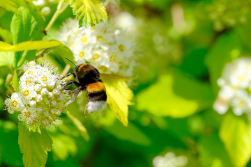 A large bumblebee collects nectar from a white flower.