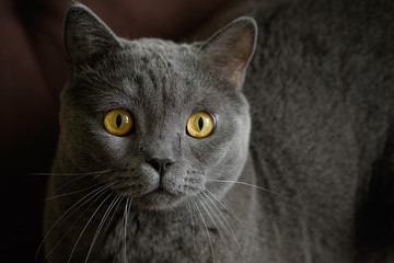 Portrait cat  looking camera. Close-up portrait.