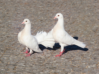 group of white pigeons on pier
