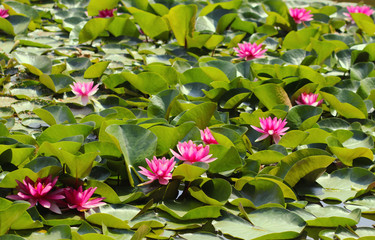 pink blooming water lilies in a pond