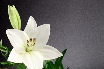 Obraz premium Bereavement.