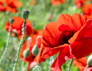 Obraz premium Summer feeling, beauties of summer: Detailed close-up of red poppy blossoms in the summer