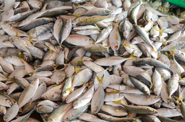 Fresh mackerel fish in a basket