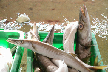 Fresh fish in a basket at the fish market.