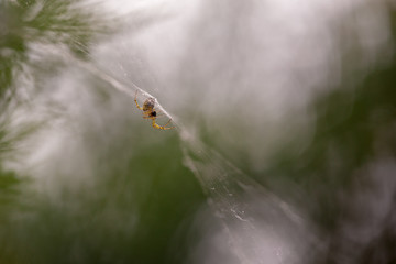 spider on web