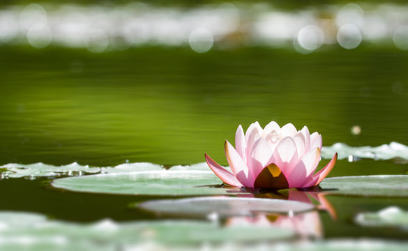 Seerose im Gegenlicht