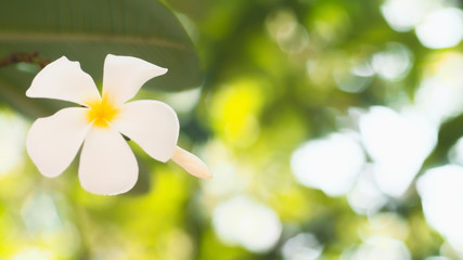 Tropical flowers frangipani (Plumeria) . Beautiful white Plumeria rubra flower