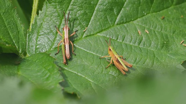 Meadow Grasshopper - Chorthippus parallelus