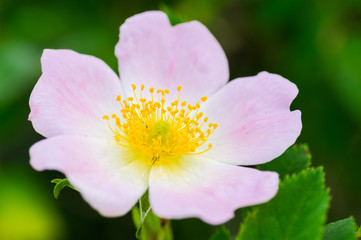 Macro photo of a Cherokee rose (rosa laevigata) in full bloom