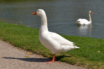 White domestic goose (Anser anser domesticus) near of pond with swimming swan 