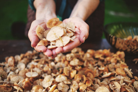hand holding marasmius mushrooms ( Marasmius oreades) - wild mushrooms season