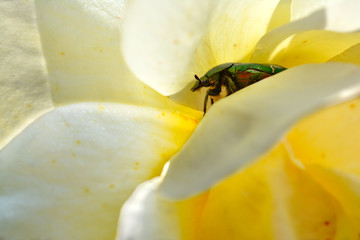 Cetonia aurata: grün schillernder Rosenkäfer in gelber Rosenblüte