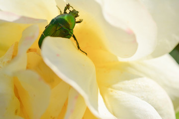 Cetonia aurata: metallisch glänzender Rosenkäfer klettert in gelber Rosenblüte