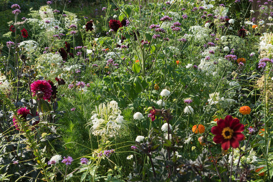 Buntes Blumenbeet mit verschieden-farbigen Bl&uuml;ten - Wildgarten