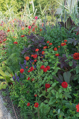 Buntes Blumenbeet mit verschieden-farbigen Bl&uuml;ten - Wildgarten