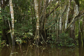 View of the rainforest near Puerto Narino at Amazonas river in Colombia from an excursion boat