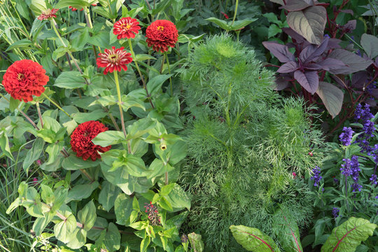 Buntes Blumenbeet mit verschieden-farbigen Bl&uuml;ten - Wildgarten