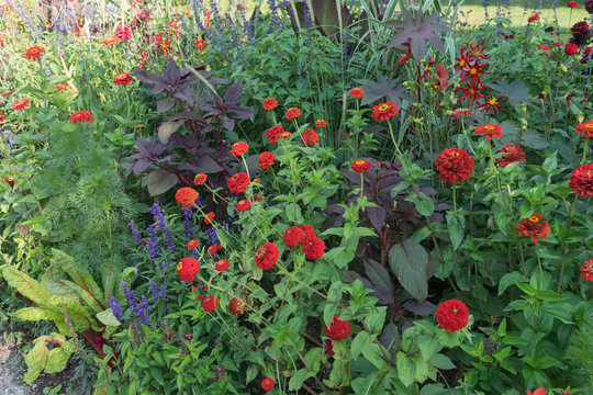 Buntes Blumenbeet mit verschieden-farbigen Bl&uuml;ten - Wildgarten