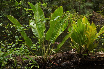 Plants in the rainforest near Puerto Narino at Amazonas river in Colombia