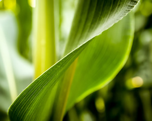 Corn leaf