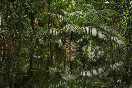 View of the rainforest near Puerto Narino at Amazonas river in Colombia from an excursion boat © kstipek