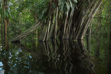 View of the rainforest near Puerto Narino at Amazonas river in Colombia from an excursion boat