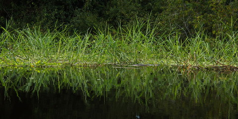 Fototapeta na wymiar Plants in the rainforest near Puerto Narino at Amazonas river in Colombia