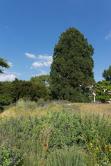 Sommer-Landschaft mit Bäumen und Gräsern im botanischen Garten