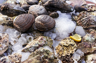 Oyster shells with ice and lemon on the counter of a fish shop. Oysters for sale at the seafood market.