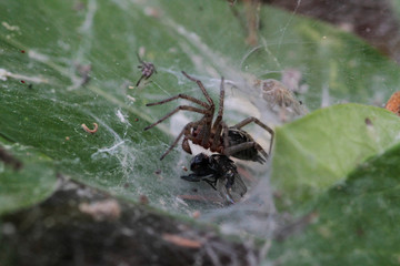Spider preparing to eat his prey caught in his net