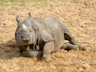 Indian rhinoceros (Rhinoceros unicornis) lying on ground