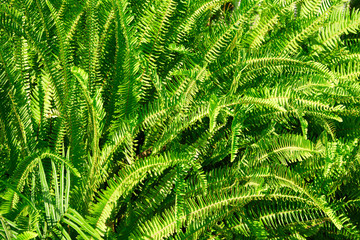 Fototapeta na wymiar Green fern leaves texture background in a sunny summer day